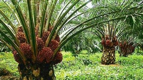 Benso-Oil-Palm-Plantation