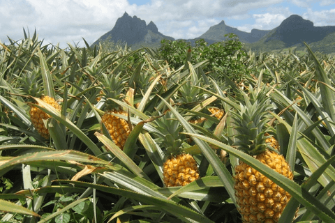 Pineapples Cultivation